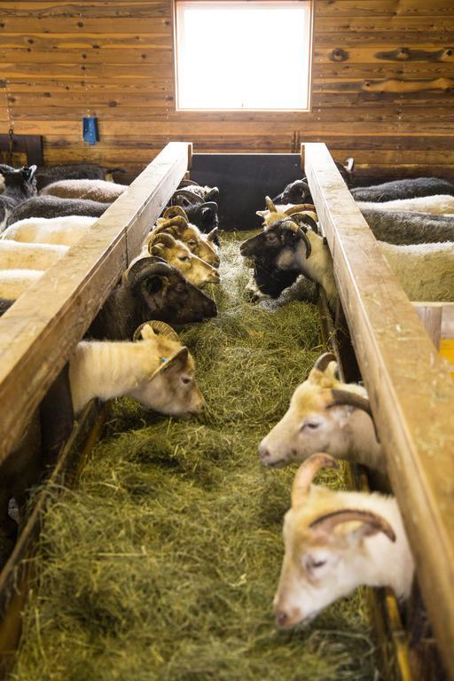 Skalinn Between Gullfoss And Geysir - Myrkholt Farm Haukadalur ภายนอก รูปภาพ