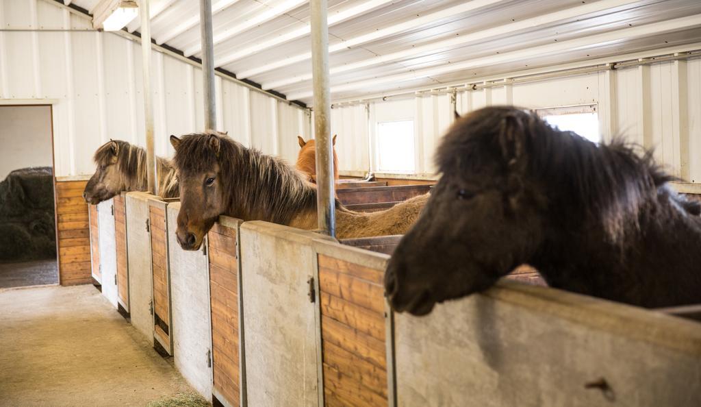 Skalinn Between Gullfoss And Geysir - Myrkholt Farm Haukadalur ภายนอก รูปภาพ