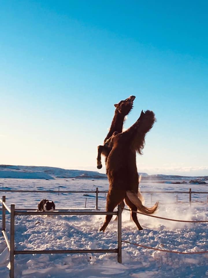 Skalinn Between Gullfoss And Geysir - Myrkholt Farm Haukadalur ภายนอก รูปภาพ